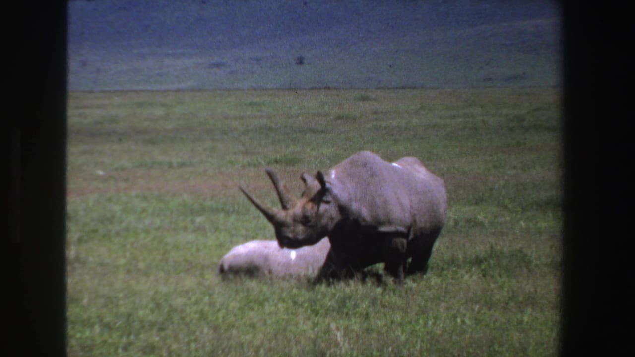 1969 South Africa 8mm frame showing an adult rhinoceros beside a smaller rhinoceros in grassy savanna, seen through a dark viewing edge.