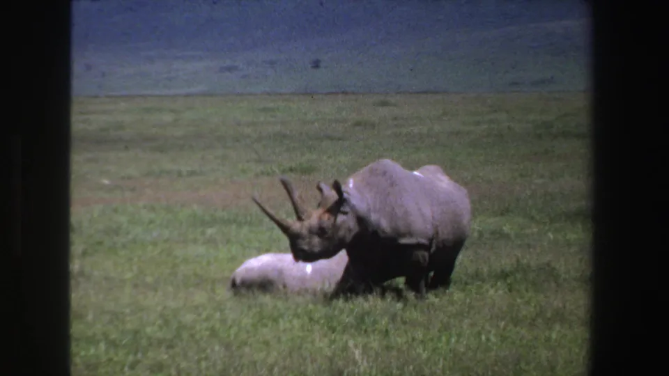 1969 South Africa 8mm frame showing an adult rhinoceros beside a smaller rhinoceros in grassy savanna, seen through a dark viewing edge.