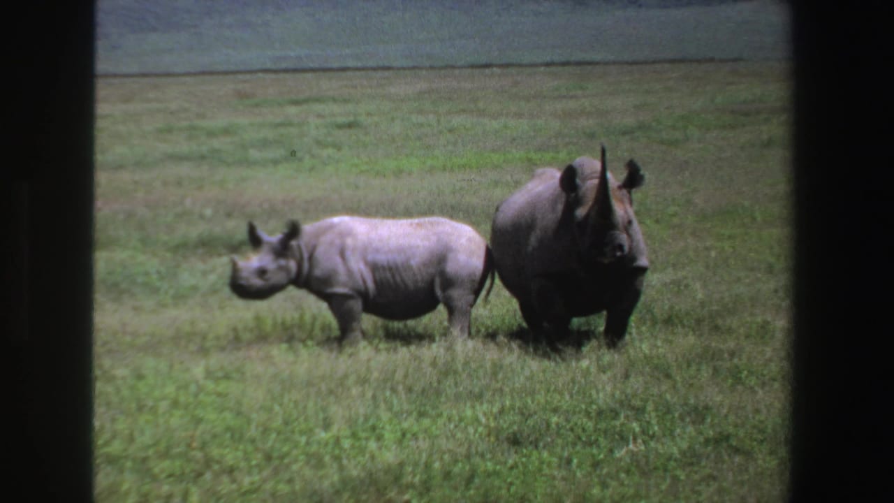 Two rhinoceroses walking side by side across a grassy plain.