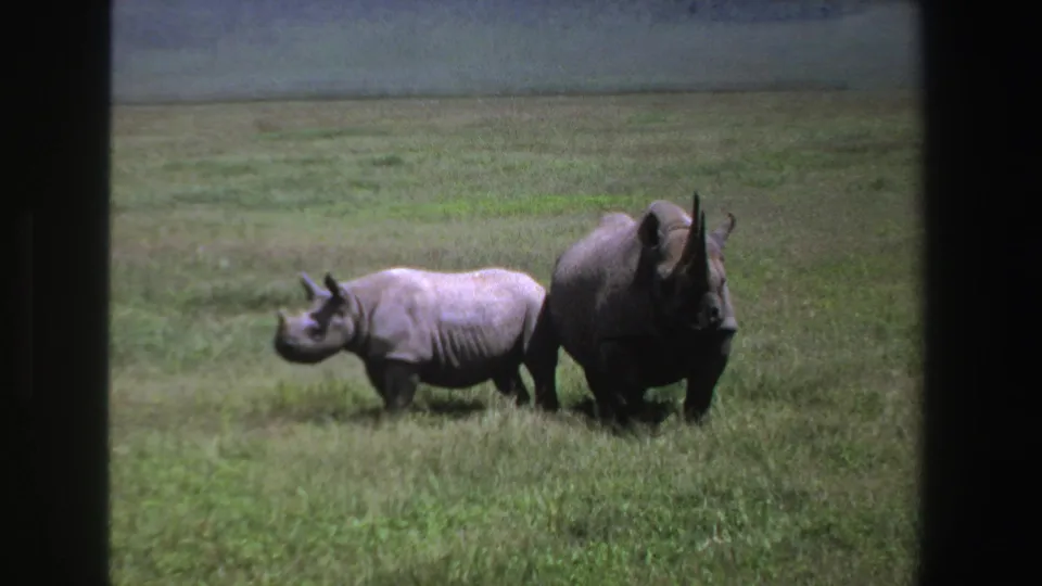 1969 South Africa 8mm frame with a smaller rhinoceros leading while a larger adult follows through tall grass.
