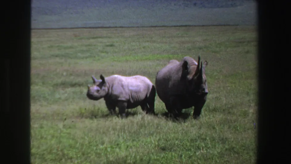 1969 South Africa 8mm frame showing two rhinoceroses walking through grassland, partially framed by dark vertical edges.