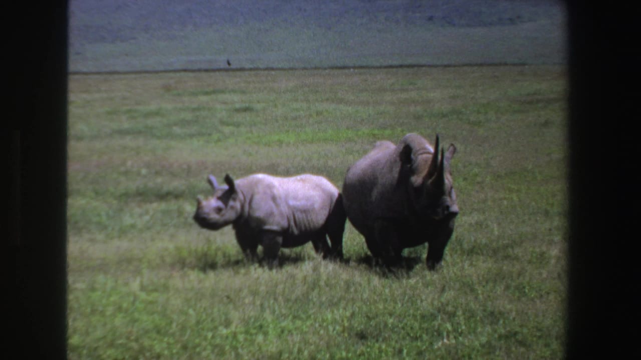 Two rhinoceroses standing in tall grass with dark film borders.