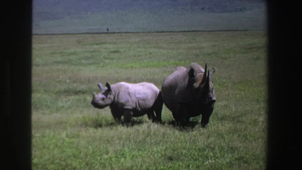 1969 South Africa 8mm frame showing an adult rhinoceros and calf in green savanna grass.