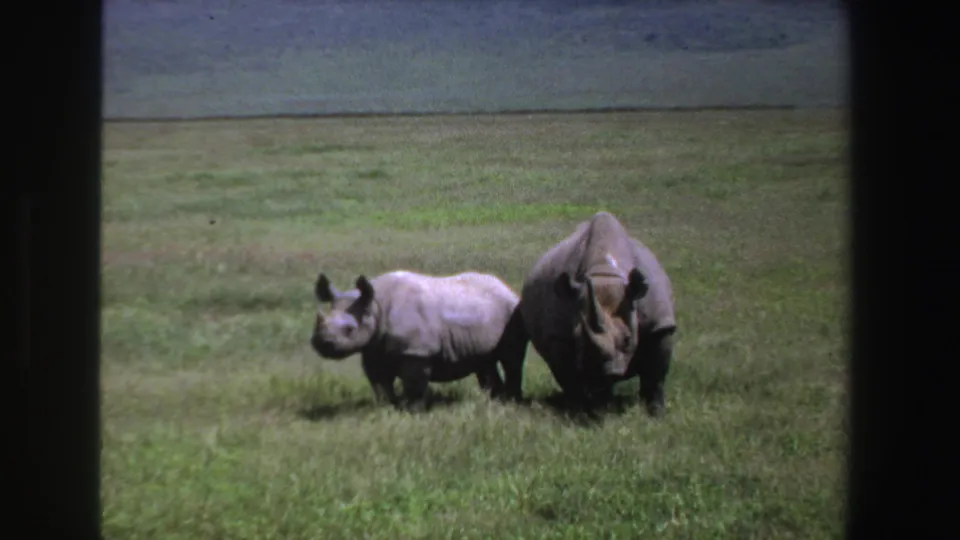 1969 South Africa 8mm frame showing an adult rhinoceros facing the camera while the calf stands nearby.