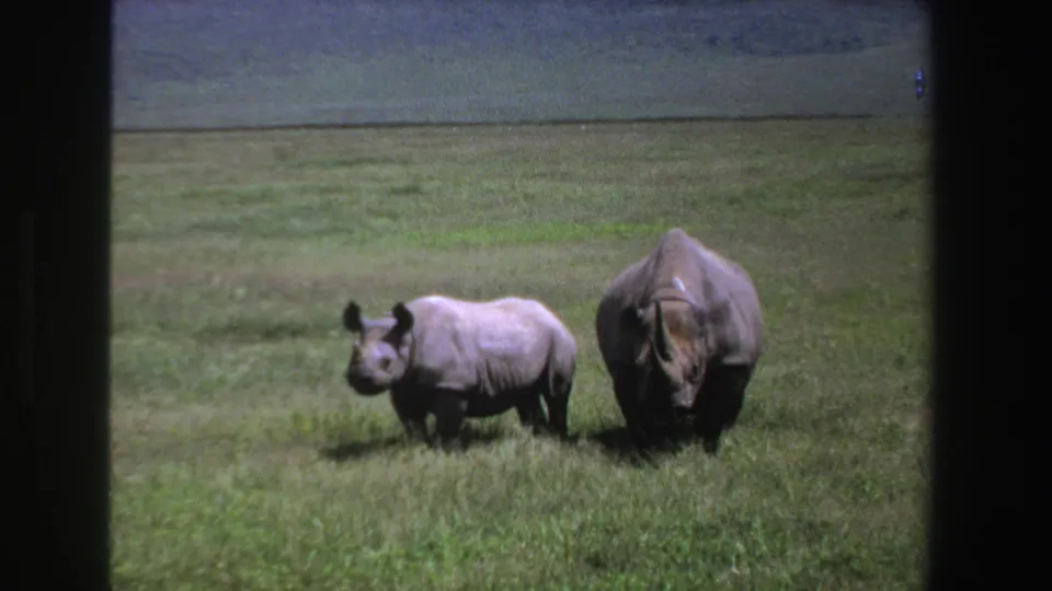 1969 South Africa 8mm frame of a rhinoceros mother and calf moving together across a green savanna.