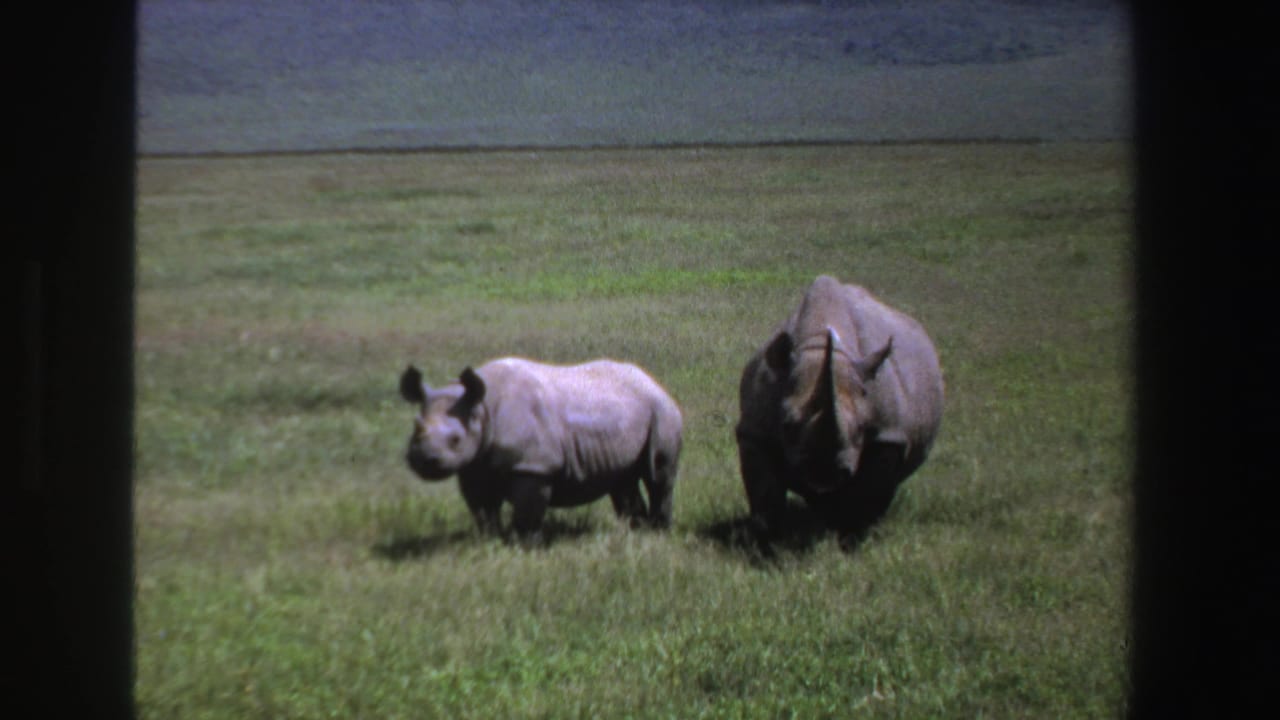 Adult rhinoceros and young rhinoceros standing on green grassland with dark frame edges.