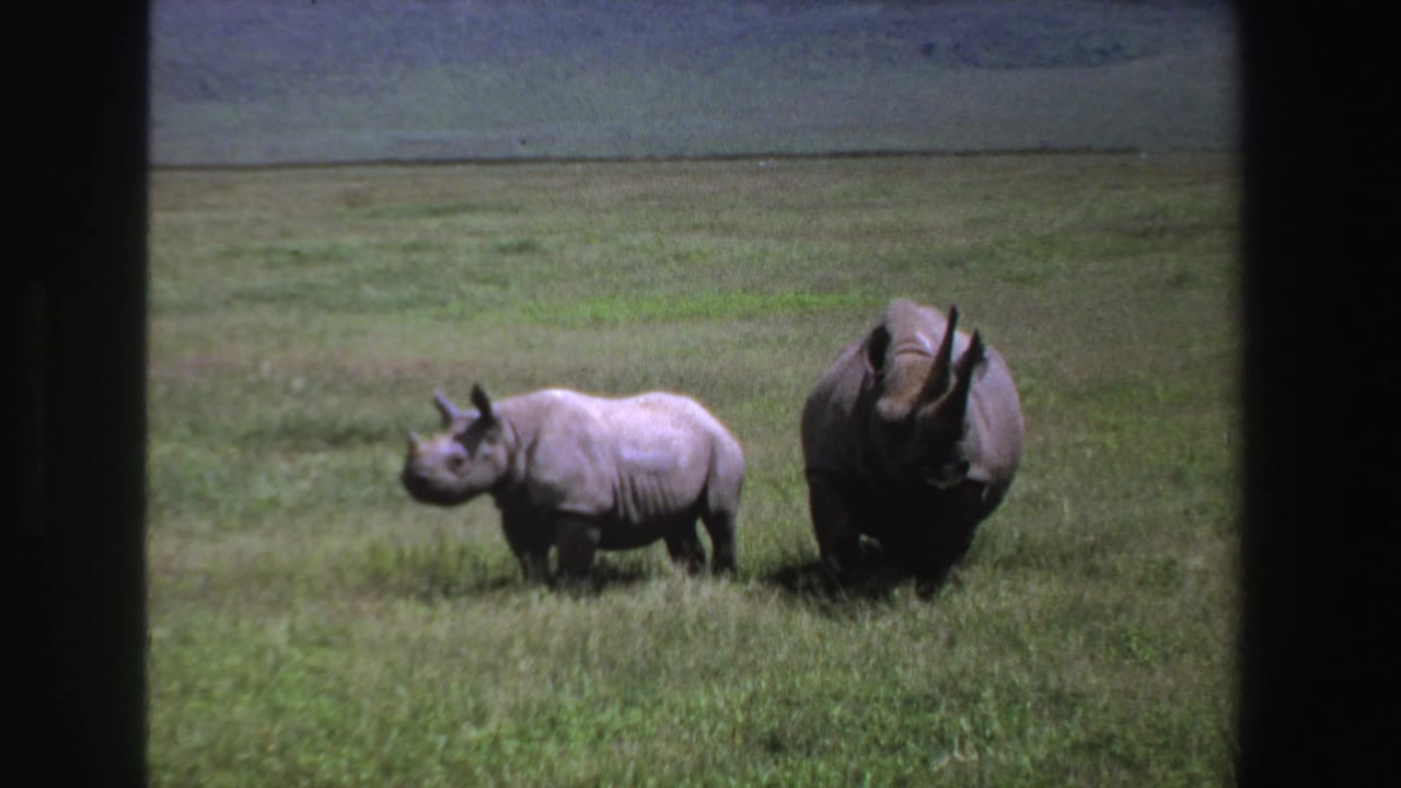 Adult and young rhinoceros remain together on South African grassland in a soft 8mm home-movie frame.