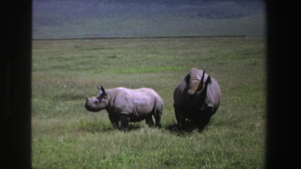 Vintage 8mm view of an adult rhinoceros and calf standing on a green plain in South Africa.