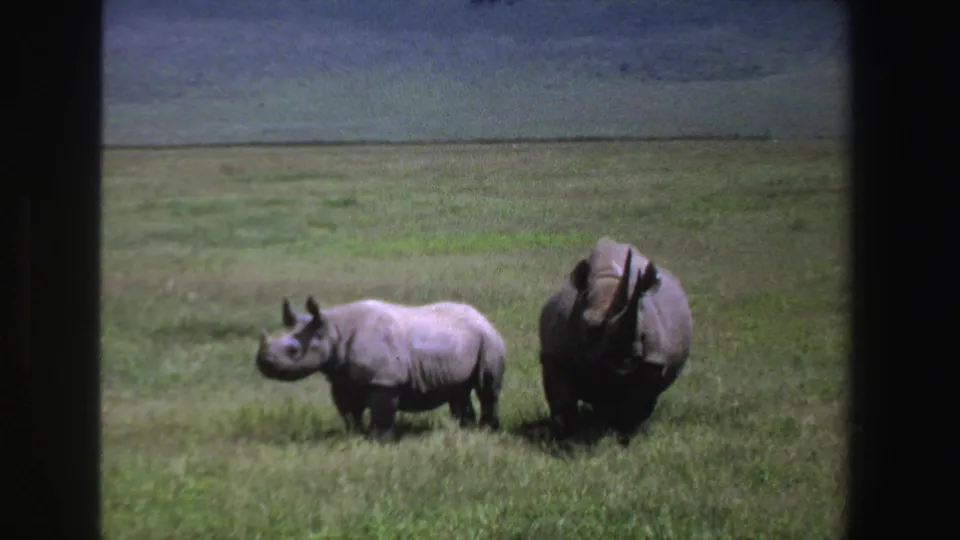South Africa 1969 home-movie frame with a rhinoceros calf beside an adult on open grassland.