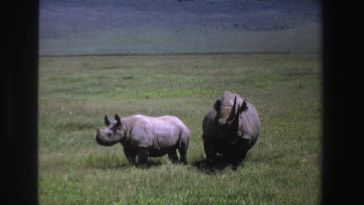 1969 South Africa 8mm frame showing a smaller rhinoceros beside a larger adult in sunlit grassland.