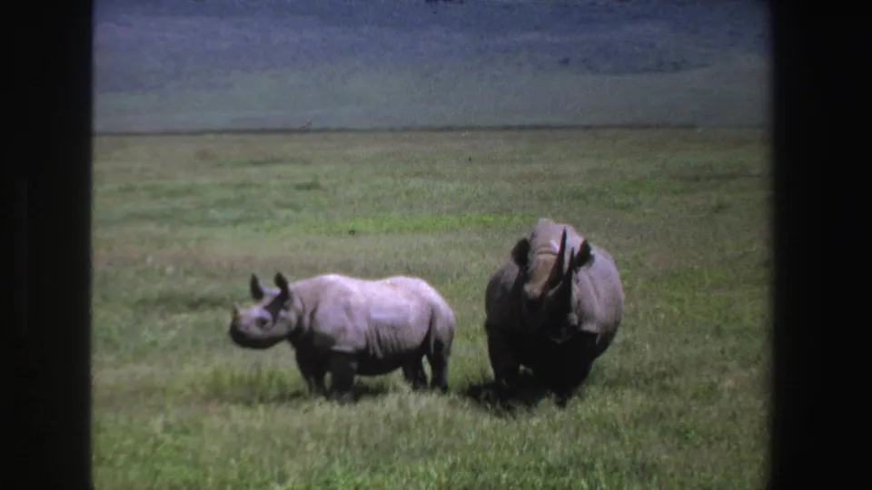 1969 South Africa 8mm frame showing a smaller rhinoceros beside a larger adult in sunlit grassland.