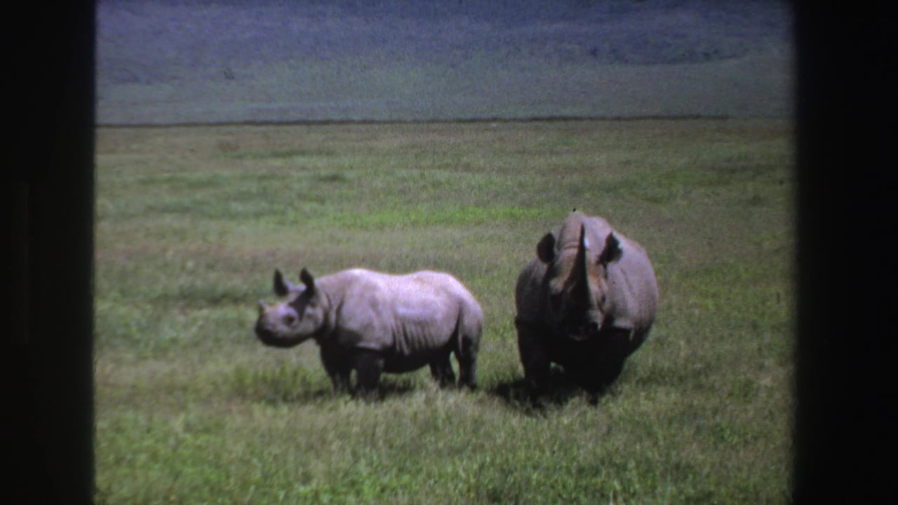 Two rhinoceroses remain in a grassy field, both facing generally toward the camera.