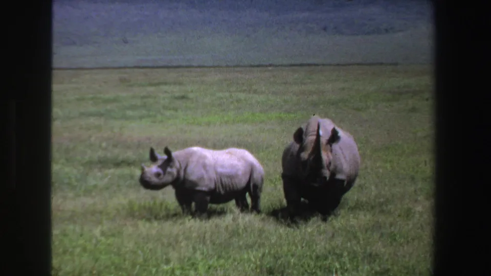 Vintage 8mm South Africa frame of two rhinoceroses standing side by side in open grassland.
