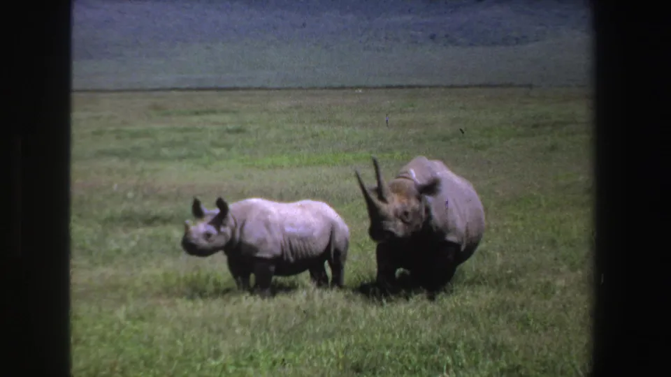 1969 South Africa home-movie frame showing two rhinos in grassland, with the larger adult turned slightly sideways.