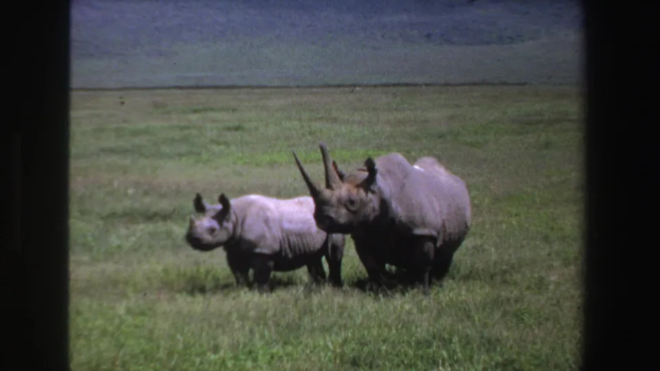 South Africa 1969 8mm frame of two rhinoceroses close together in a grassy savanna setting.