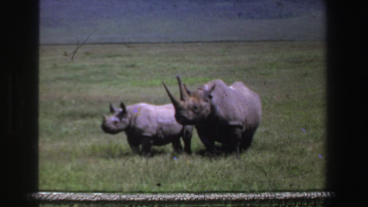 Two rhinoceroses walking across grassland behind a dark frame edge.