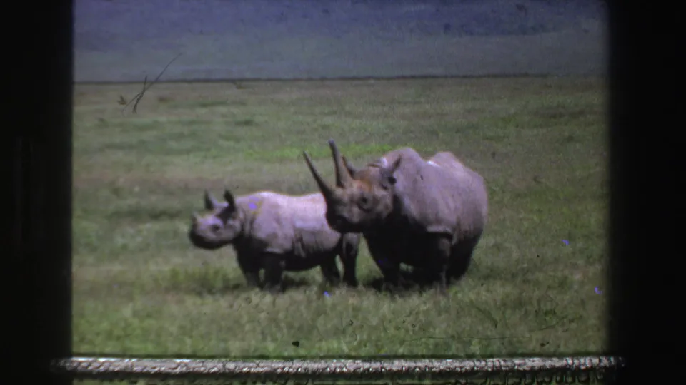 1969 South Africa 8mm frame showing an adult rhinoceros and calf moving together across open grassland.