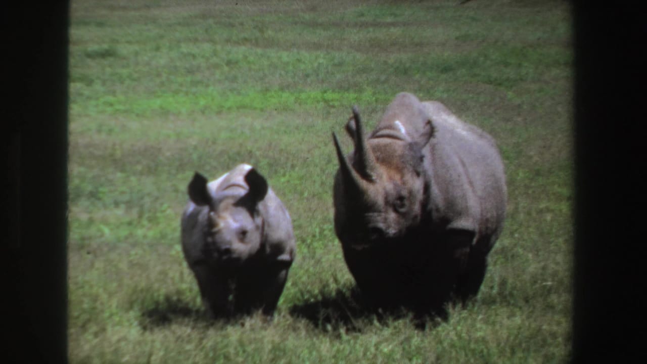 1969 South Africa wildlife footage frame with a young rhinoceros beside a larger adult in open grass.