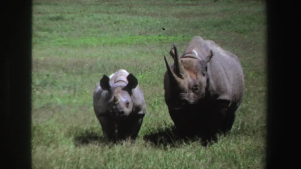 1969 South Africa 8mm still showing a calf near an adult rhinoceros in a grassy wildlife setting.