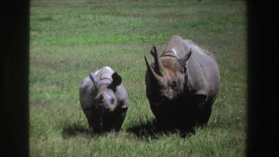 Late-1960s South Africa home-movie frame of a young rhinoceros near an adult on open grassland.