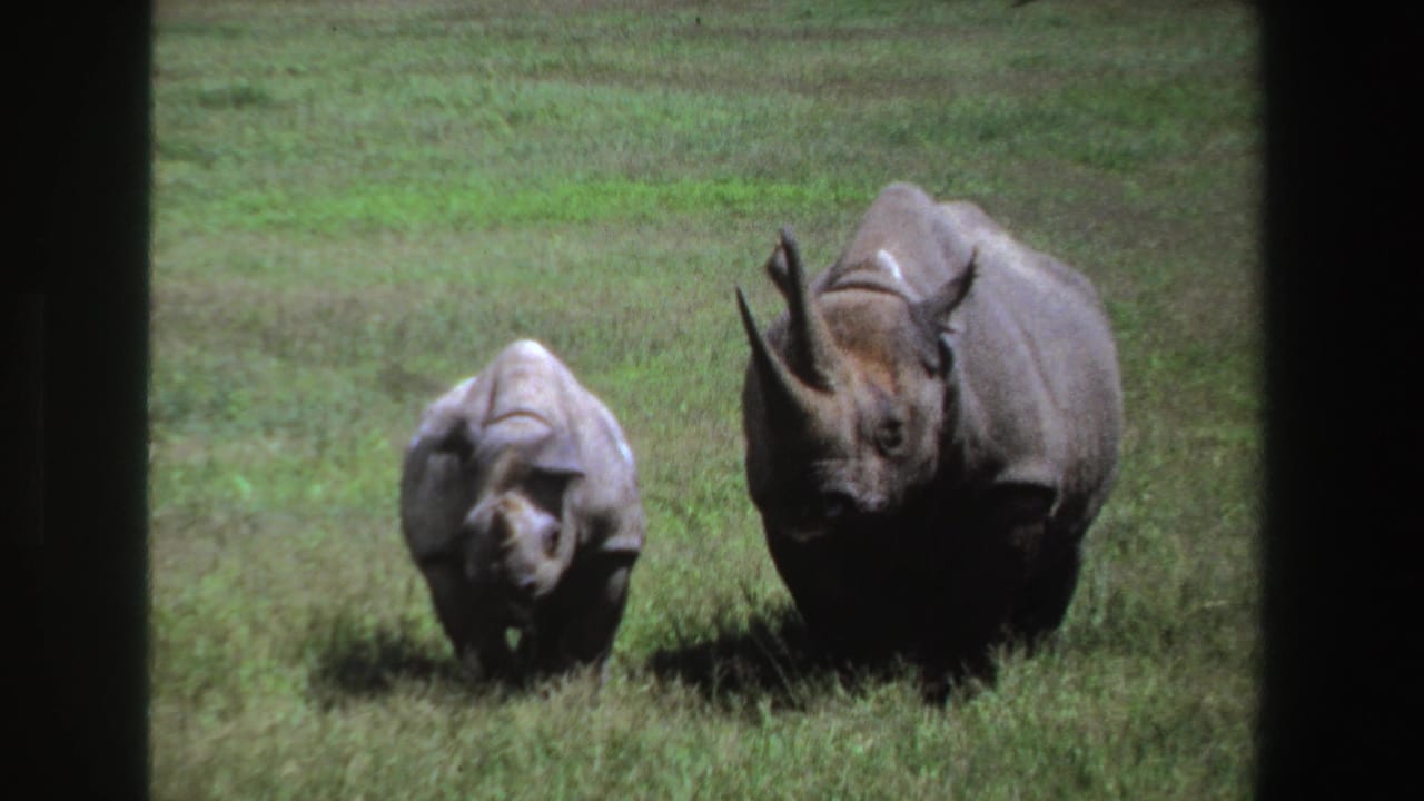 1969 South Africa 8mm frame showing an adult rhinoceros and young moving side by side through a grassy field.