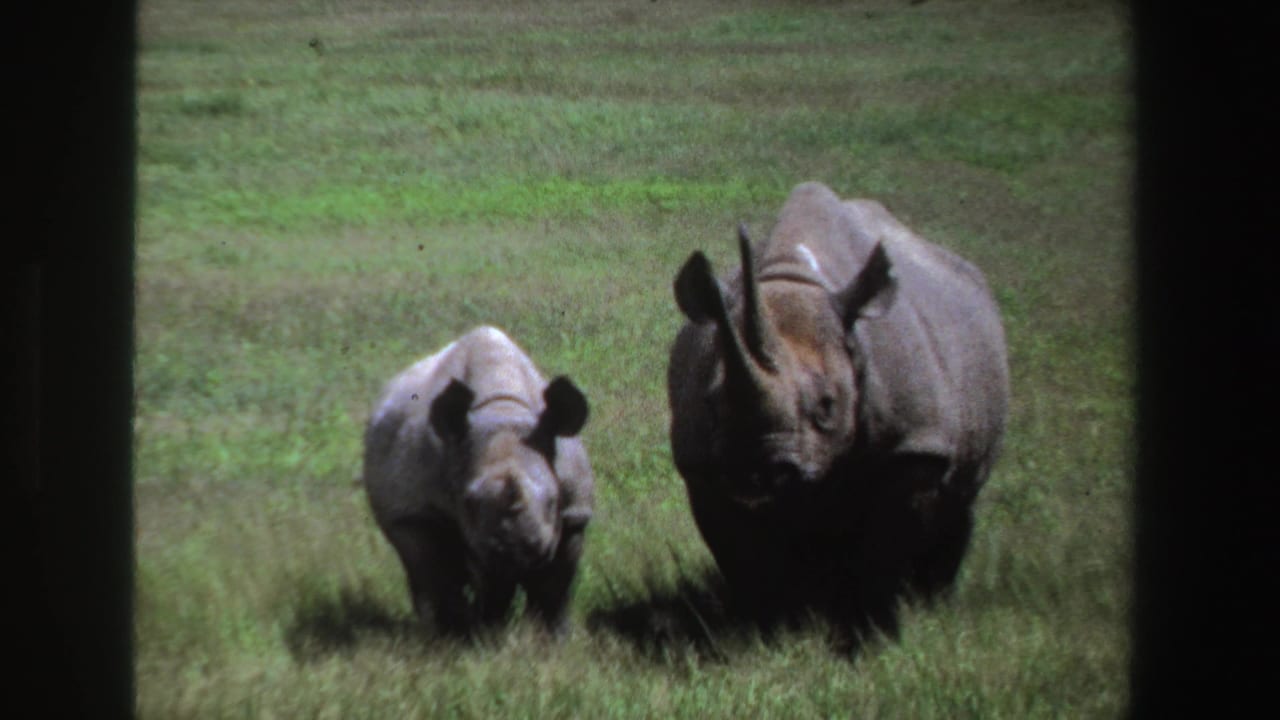 Two rhinoceroses walking forward in a grassy field with dark frame edges.