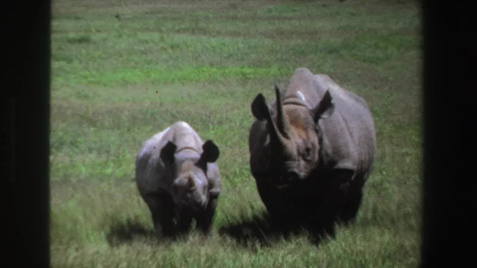 1969 South Africa 8mm still of an adult rhinoceros and young rhinoceros advancing through grass within dark vertical borders.