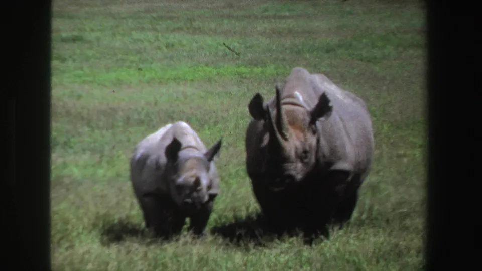 1969 South Africa 8mm frame with a young rhinoceros close to an adult in a sunlit green grassland.