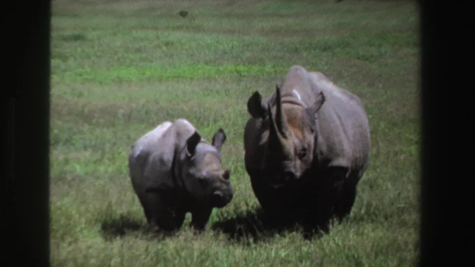 1969 South Africa 8mm still showing a young rhinoceros turned toward an adult rhinoceros in open grass.