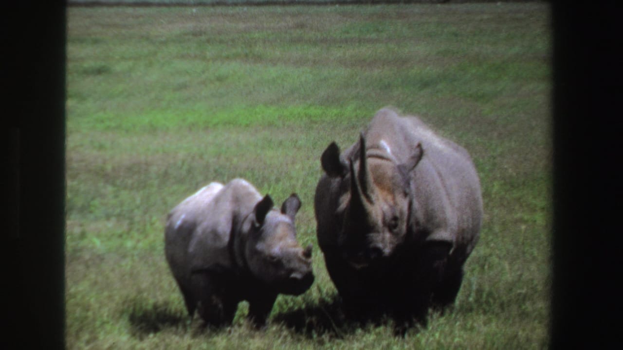 Mother rhinoceros and calf walking together in a grassy field behind a dark frame.