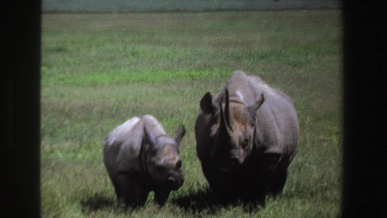 Adult rhinoceros and calf standing close together in a sunlit grassy field.