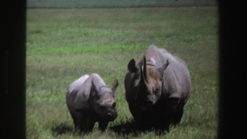 1969 South Africa home-movie frame showing a rhino calf near an adult rhinoceros in a green field, partially bordered by dark framing.