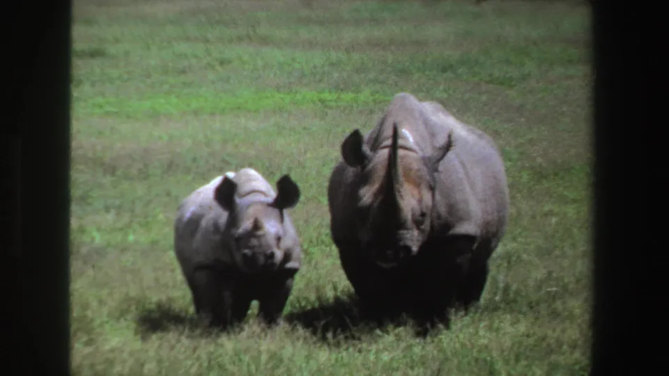 1969 South Africa 8mm wildlife frame with a calf and adult rhinoceros facing toward the camera across open grassland.