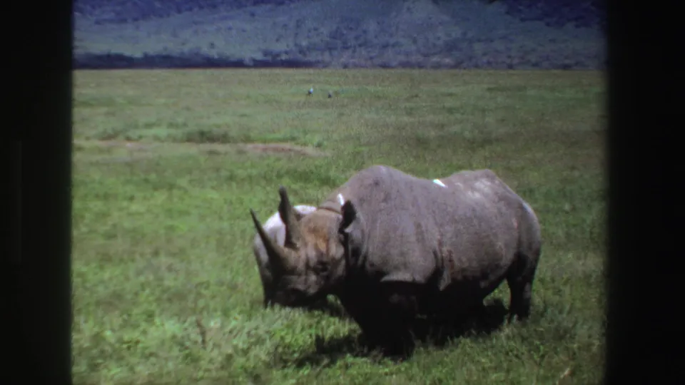 1969 South Africa 8mm frame showing an adult rhinoceros in profile moving through green grass with open land behind it.