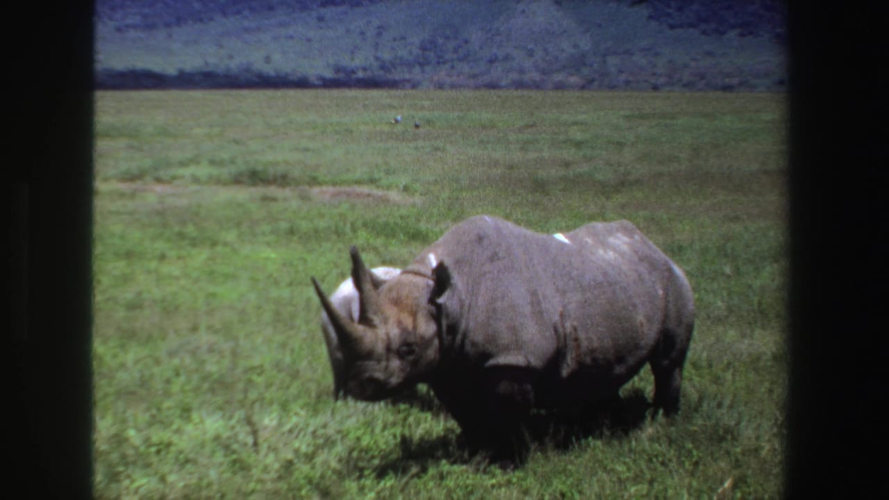 Adult rhinoceros standing in green grass with dark frame edges around the scene.