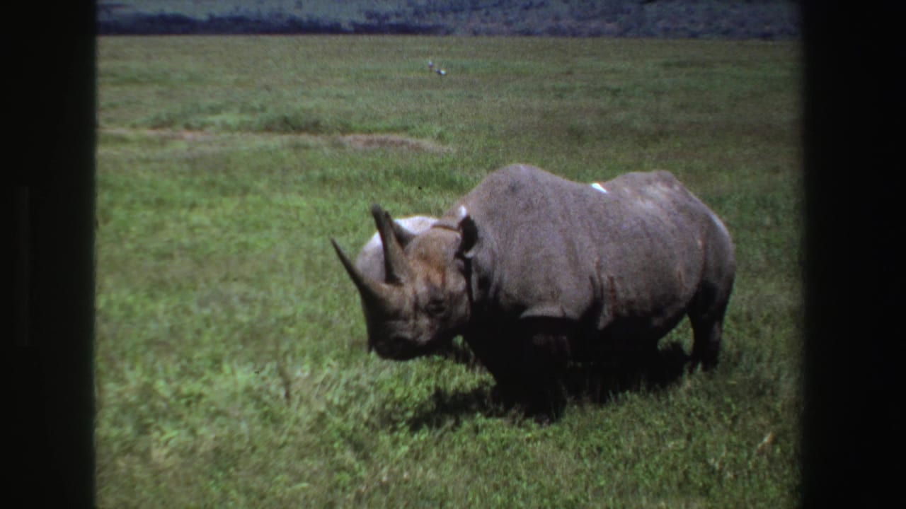 1969 South African 8mm frame with an adult rhinoceros moving slowly through green savanna grass.