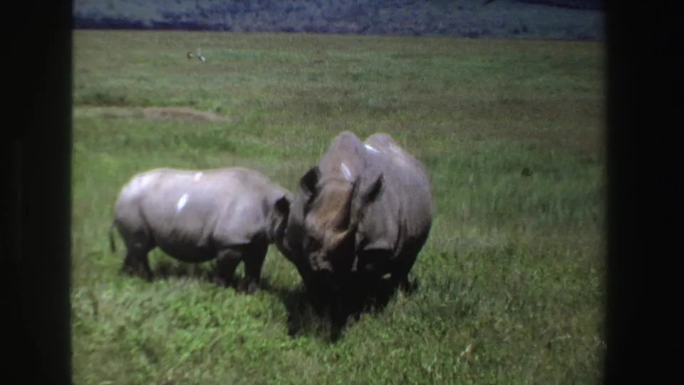 1969 South African wildlife frame showing a smaller rhinoceros close to an adult in open savanna grass.