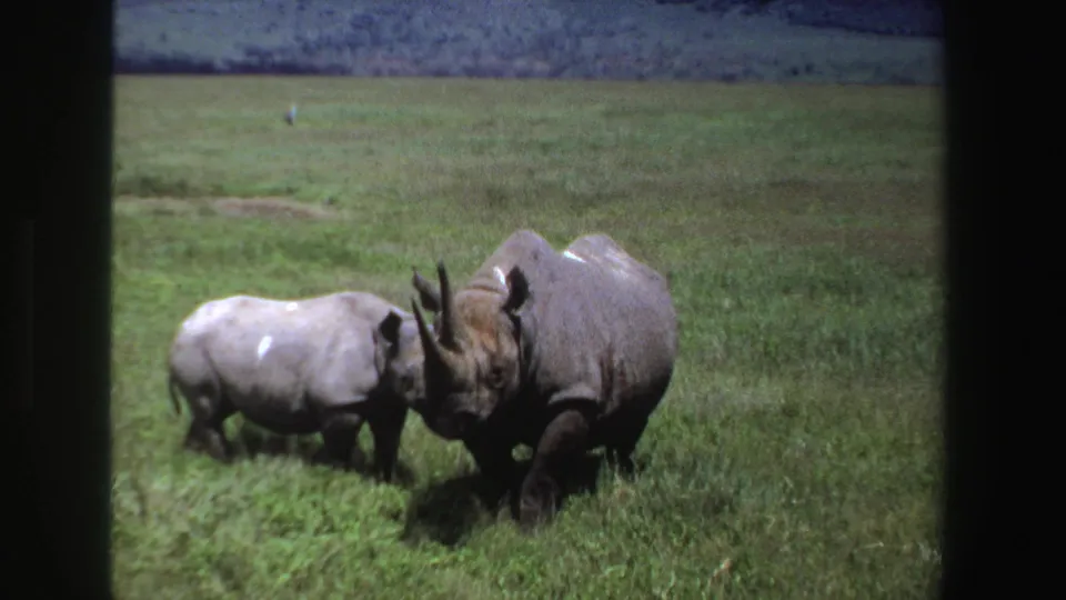 1969 South African 8mm frame of an adult and smaller rhinoceros close together in green grassland.