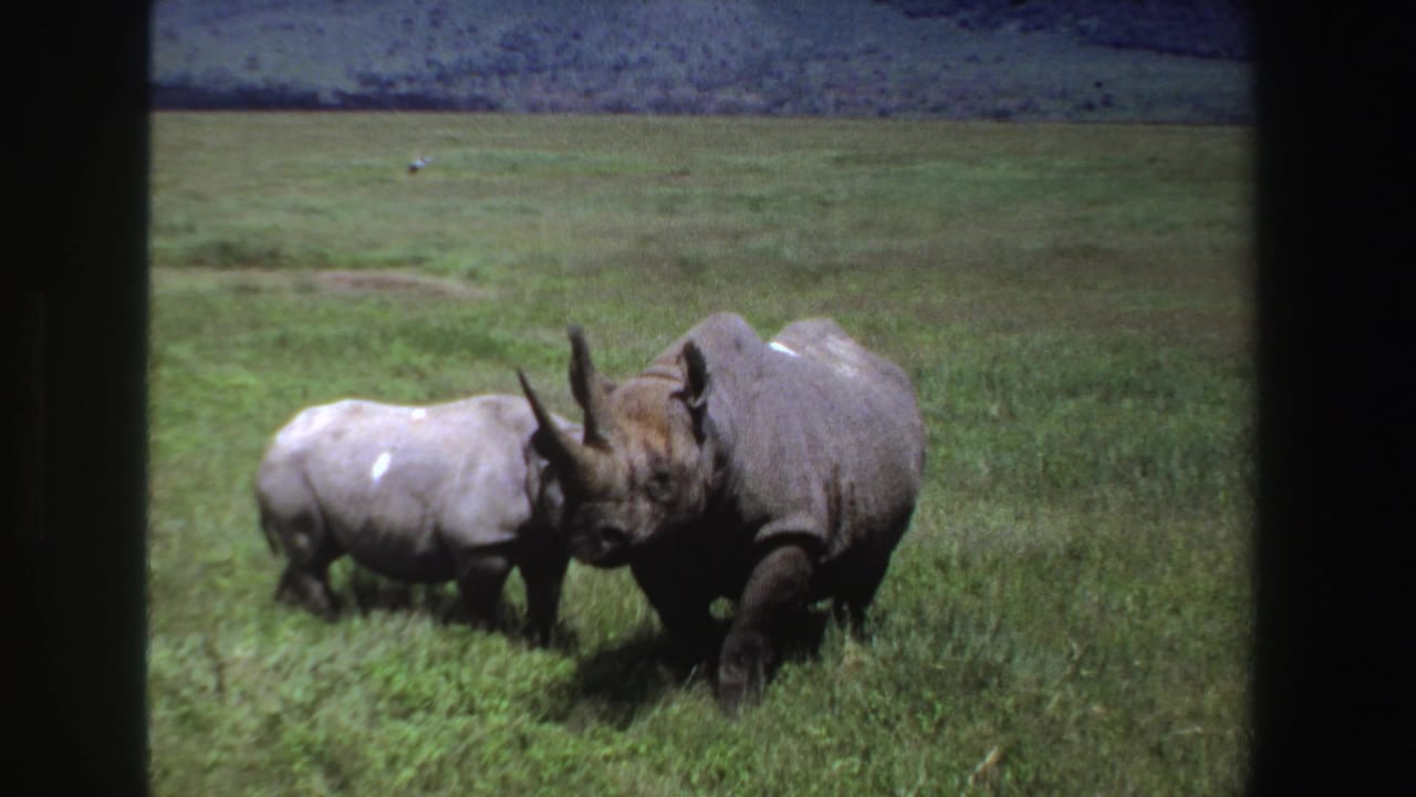 Adult rhinoceros and calf standing close together in grassy savanna.
