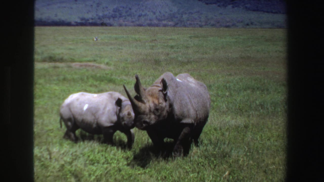 Rhino calf stands beside an adult rhinoceros in tall grass.