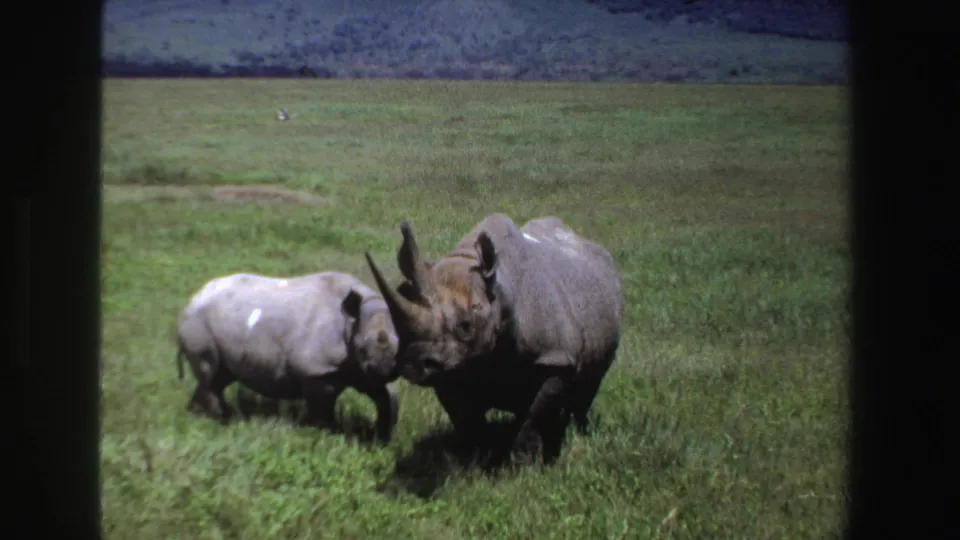 Adult rhinoceros and calf remain close in a grassy South African savanna, seen in soft 8mm color.