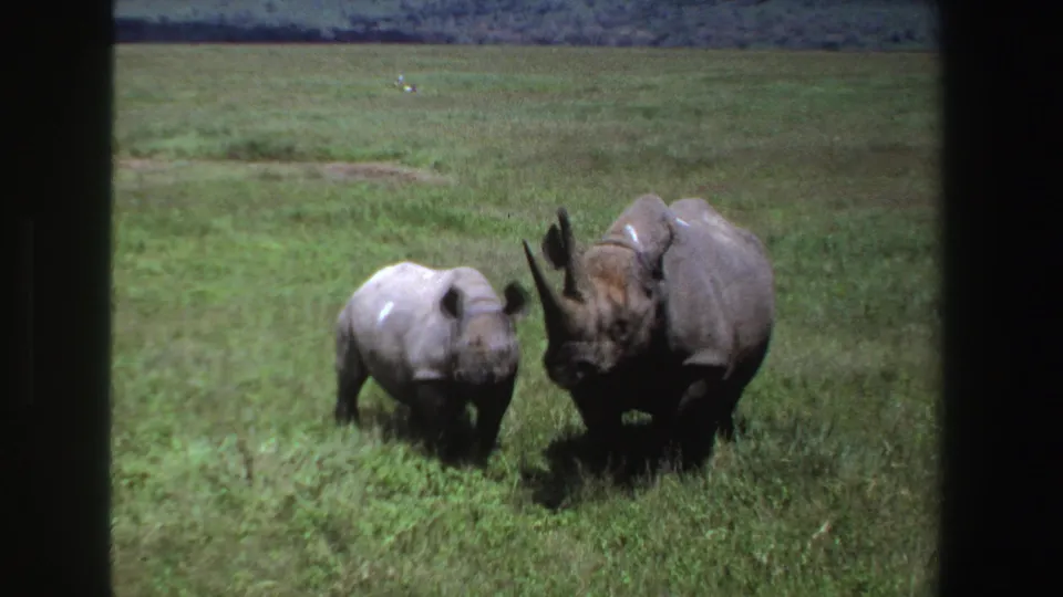 Vintage 8mm frame of a rhino calf facing the camera area while an adult stands close by in South African grassland.