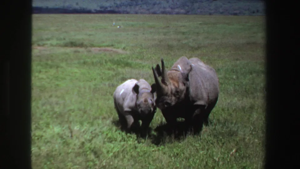 South Africa 1969 8mm still showing an adult rhinoceros and calf moving side by side across a grassy savanna.