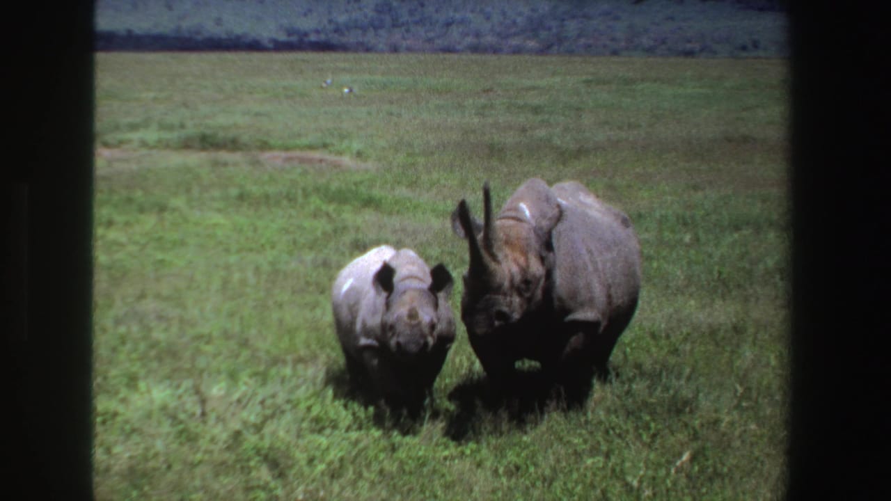 Adult rhinoceros and calf walking side by side through green grassland.