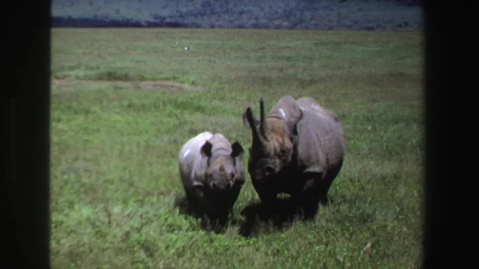 1969 South Africa 8mm frame showing an adult rhinoceros and calf moving together across sunlit grassland.