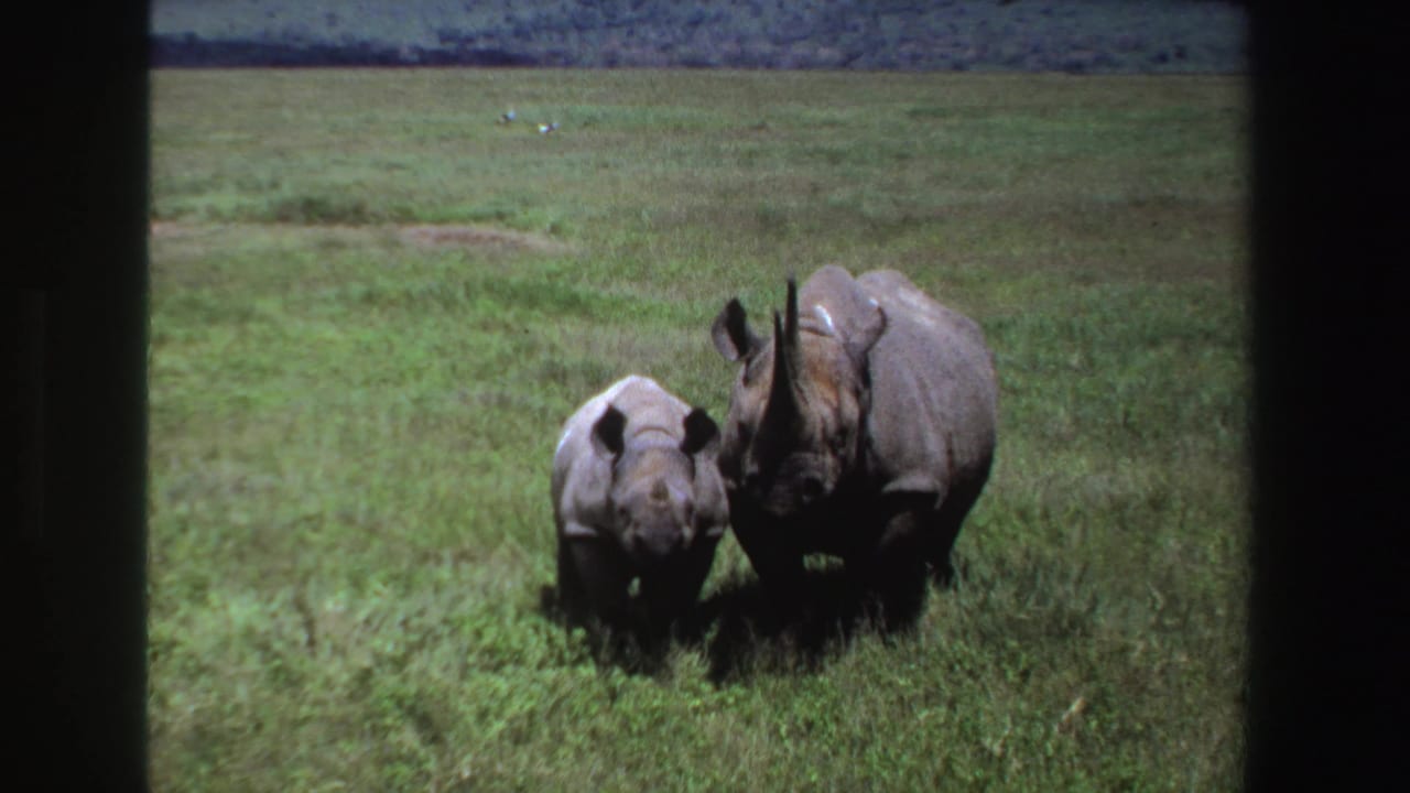 Adult rhinoceros and smaller calf appear side by side in South African grassland, framed by dark 8mm edges.