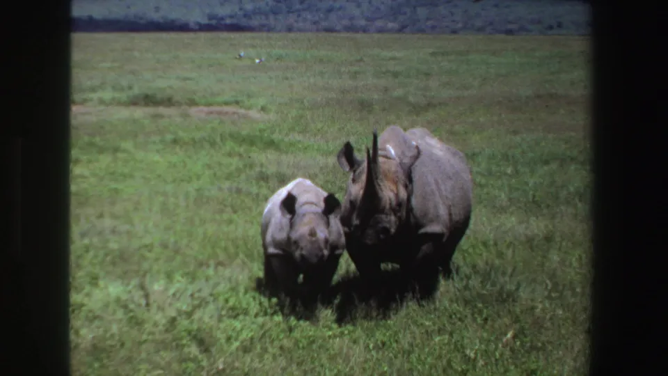 Adult rhinoceros and smaller calf appear side by side in South African grassland, framed by dark 8mm edges.