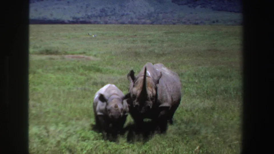 Home-movie frame of an adult rhinoceros and calf walking through open grassland in South Africa, with visible film gate edges.