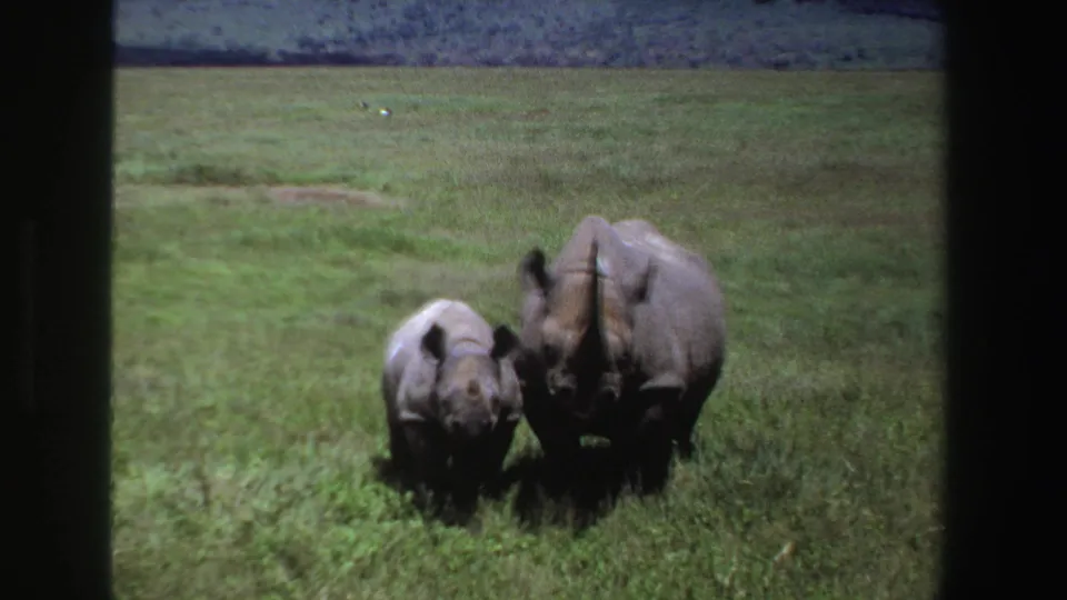 The adult rhinoceros and calf continue across the grassland in a soft, grainy 1969 South Africa 8mm frame.