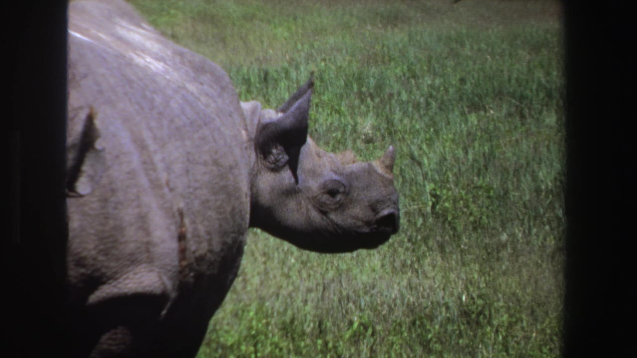Rhinoceros in side profile grazing in a green pasture with dark film edges.